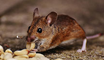 24 Hour & Emergency Exterminators in Union, IL